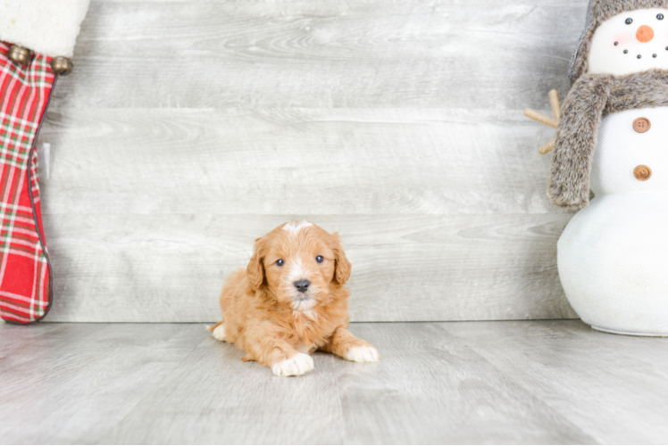 Mini Goldendoodle Pup Being Cute