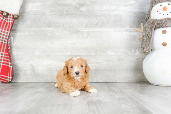 Mini Goldendoodle Pup Being Cute