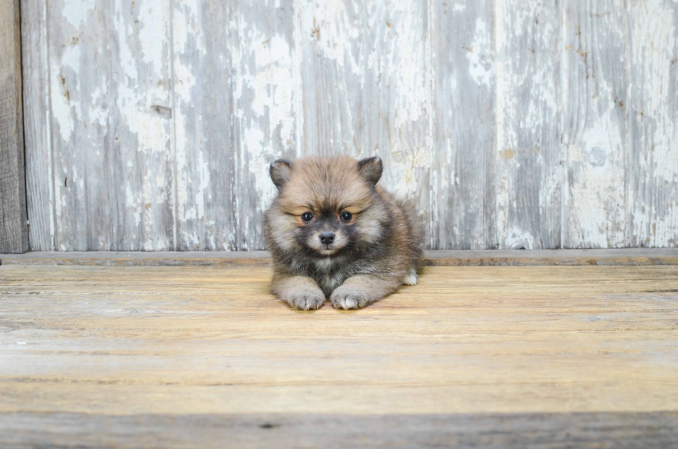 Sweet Pomeranian Purebred Puppy