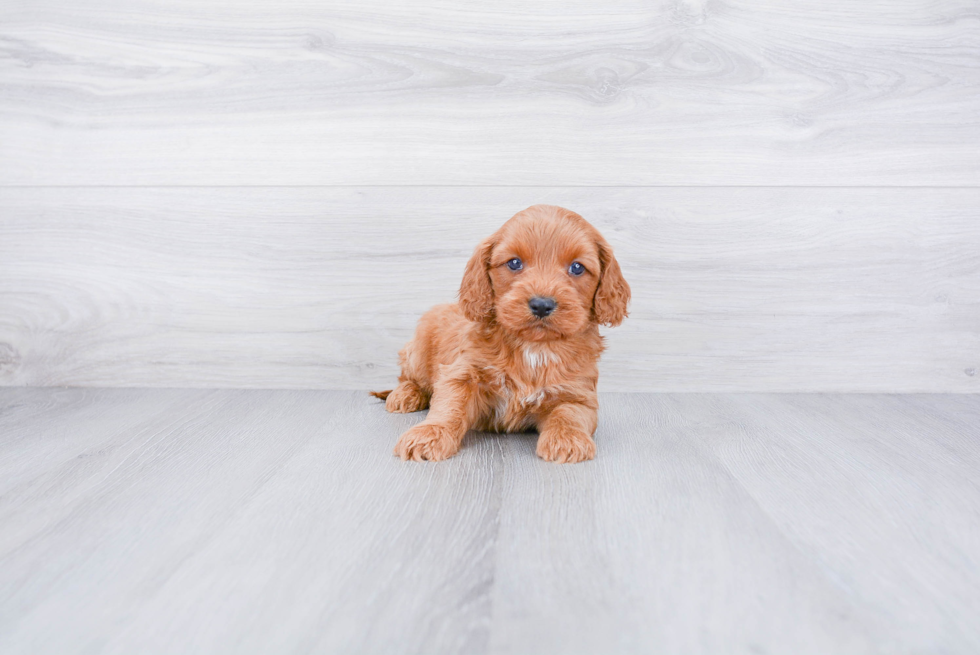 Cavapoo Puppy for Adoption