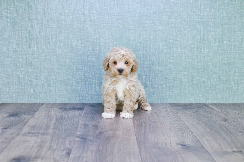 Mini Goldendoodle Puppy for Adoption