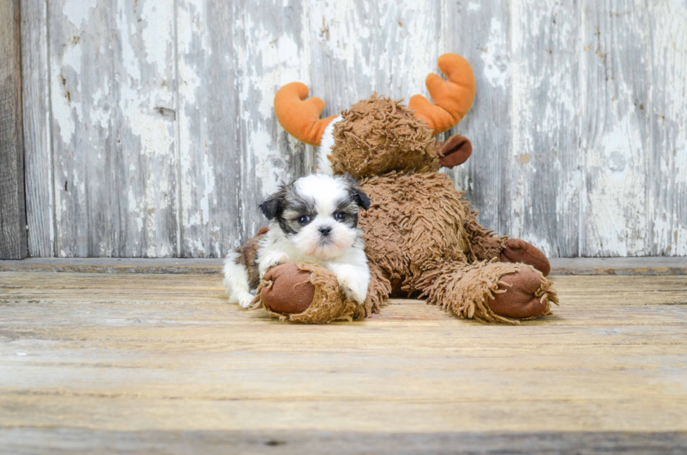 Teddy Bear Pup Being Cute