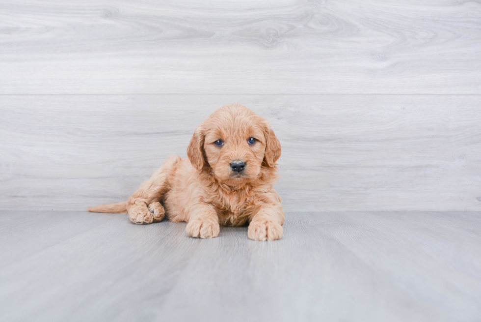 Best Mini Goldendoodle Baby