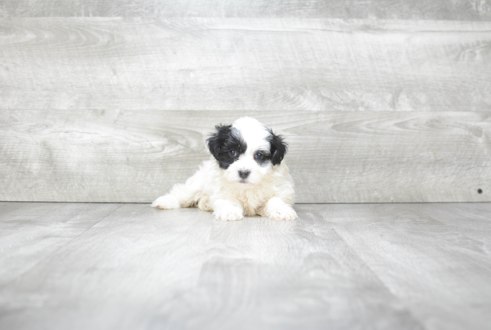 Friendly Havanese Purebred Pup