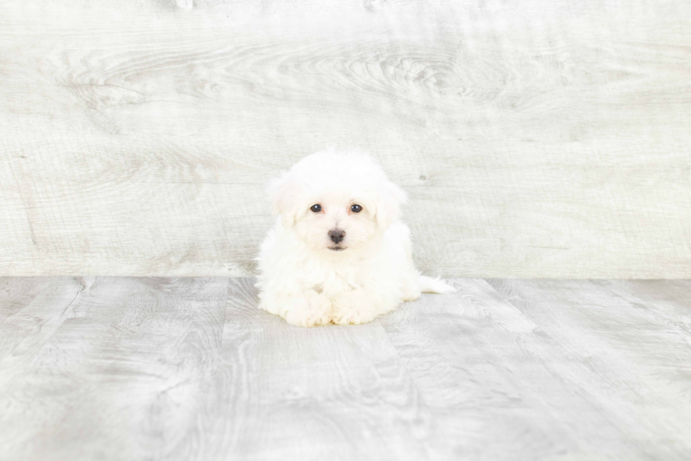 Bichon Frise Puppy for Adoption