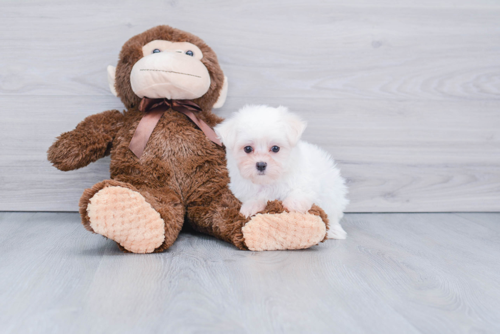 Fluffy Maltese Purebred Puppy