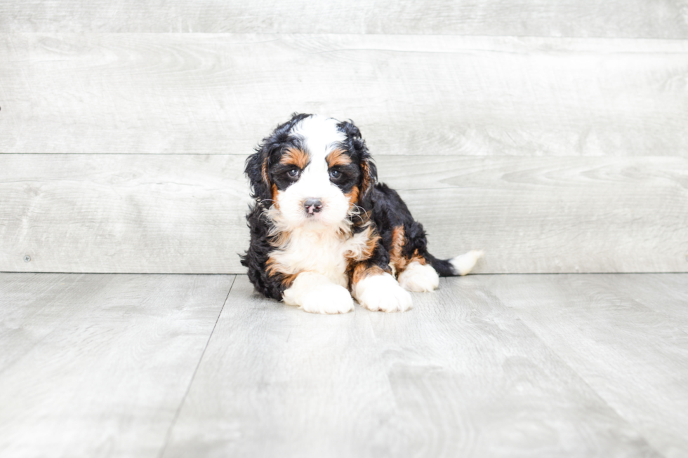 Mini Bernedoodle Puppy for Adoption