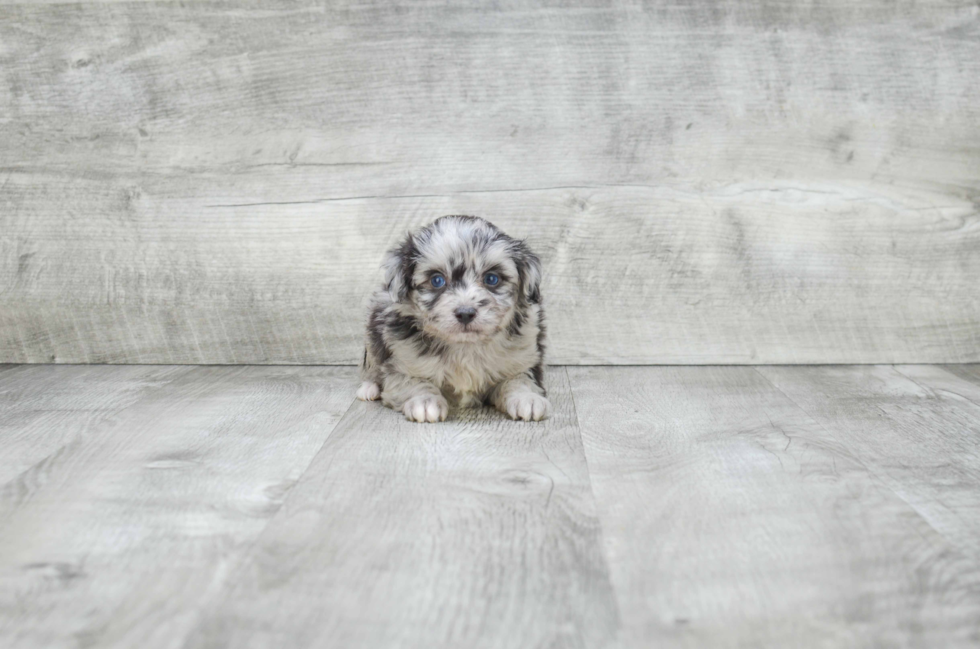 Mini Aussiedoodle Puppy for Adoption