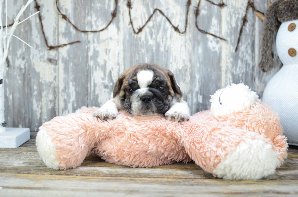 English Bulldog Pup Being Cute