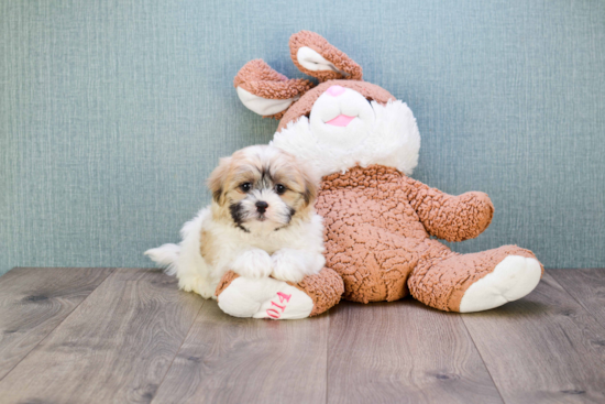 Teddy Bear Pup Being Cute