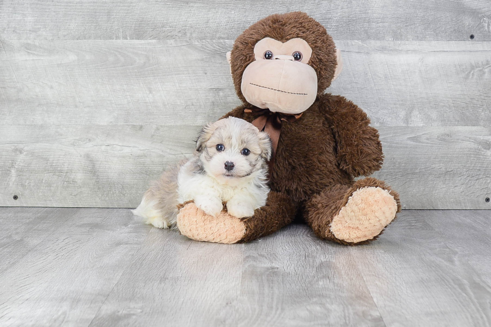 Havanese Pup Being Cute