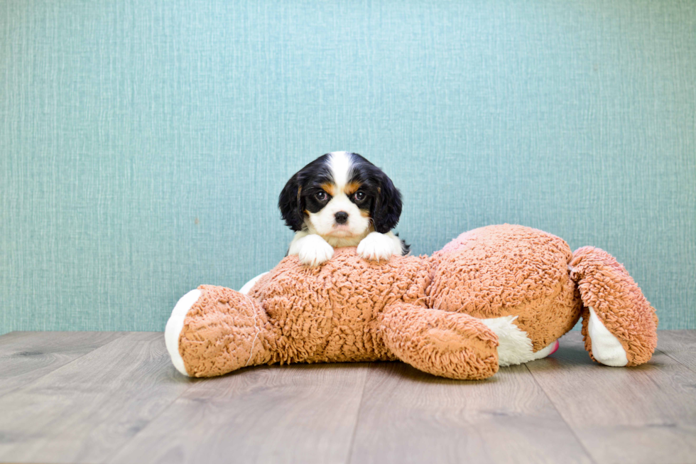 Energetic Cavalier King Charles Spaniel Purebred Puppy