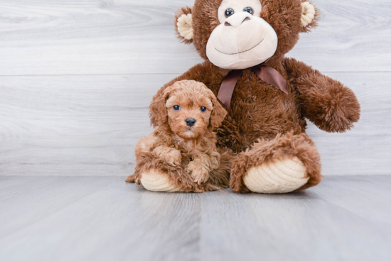 Best Cavapoo Baby