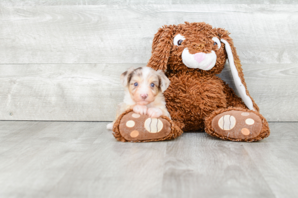 Mini Aussiedoodle Puppy for Adoption