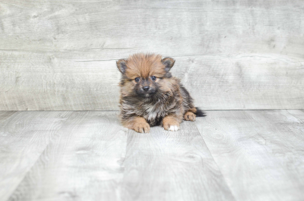 Cute Pomeranian Purebred Puppy