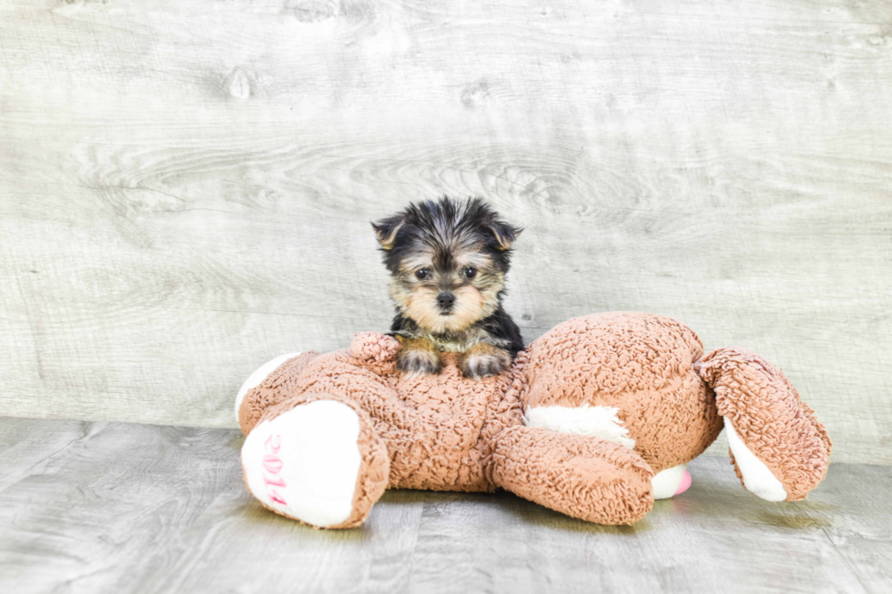 Morkie Puppy for Adoption