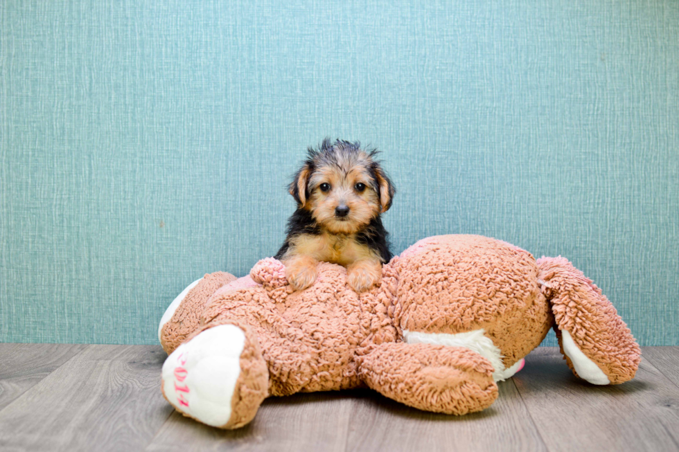 Meet Goldie - our Yorkshire Terrier Puppy Photo 