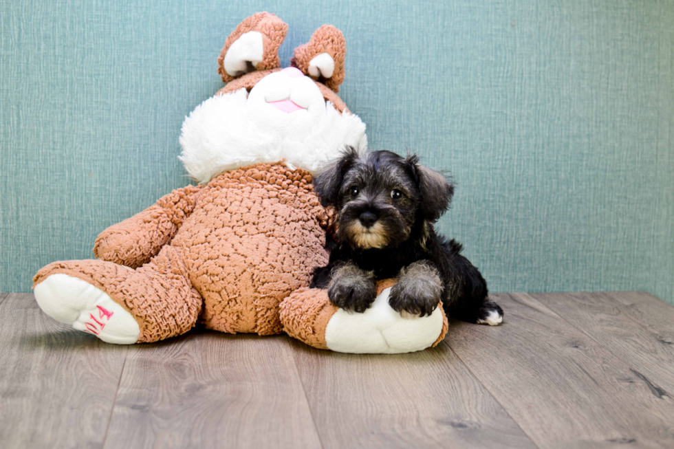 Cute Mini Schnauzer Baby