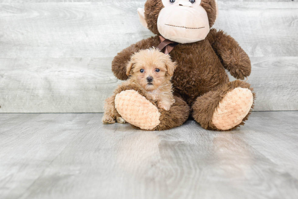 Best Maltipoo Baby