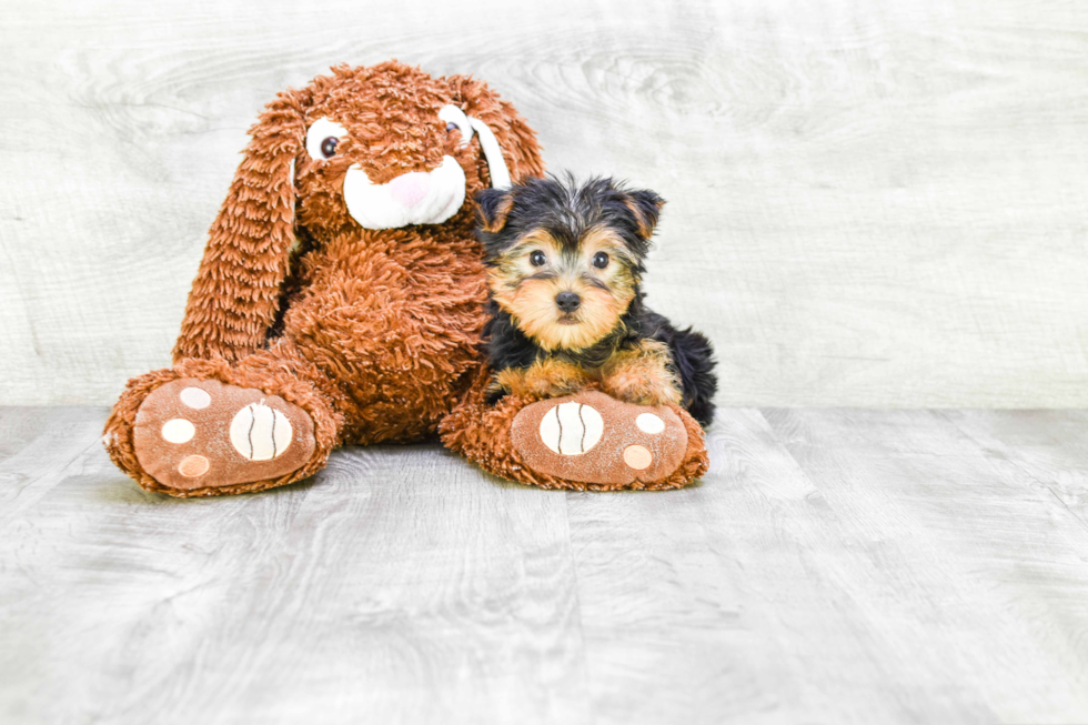 Meet Lisa - our Yorkshire Terrier Puppy Photo 