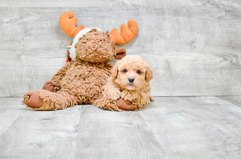 Funny Cavapoo Poodle Mix Pup