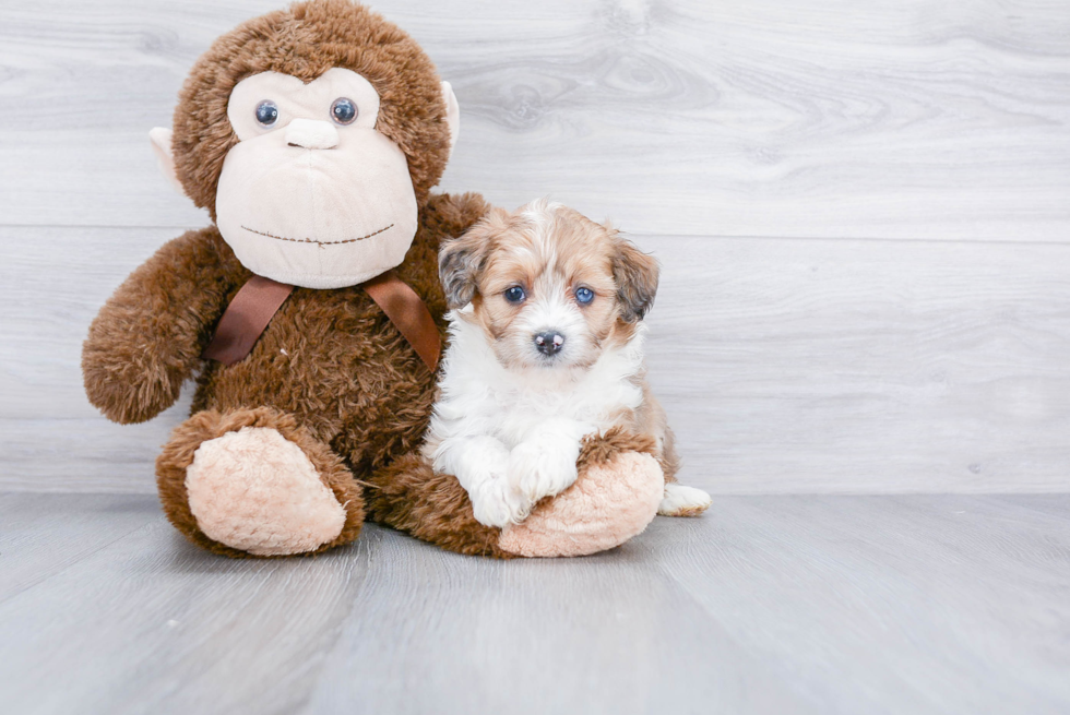 Best Mini Aussiedoodle Baby