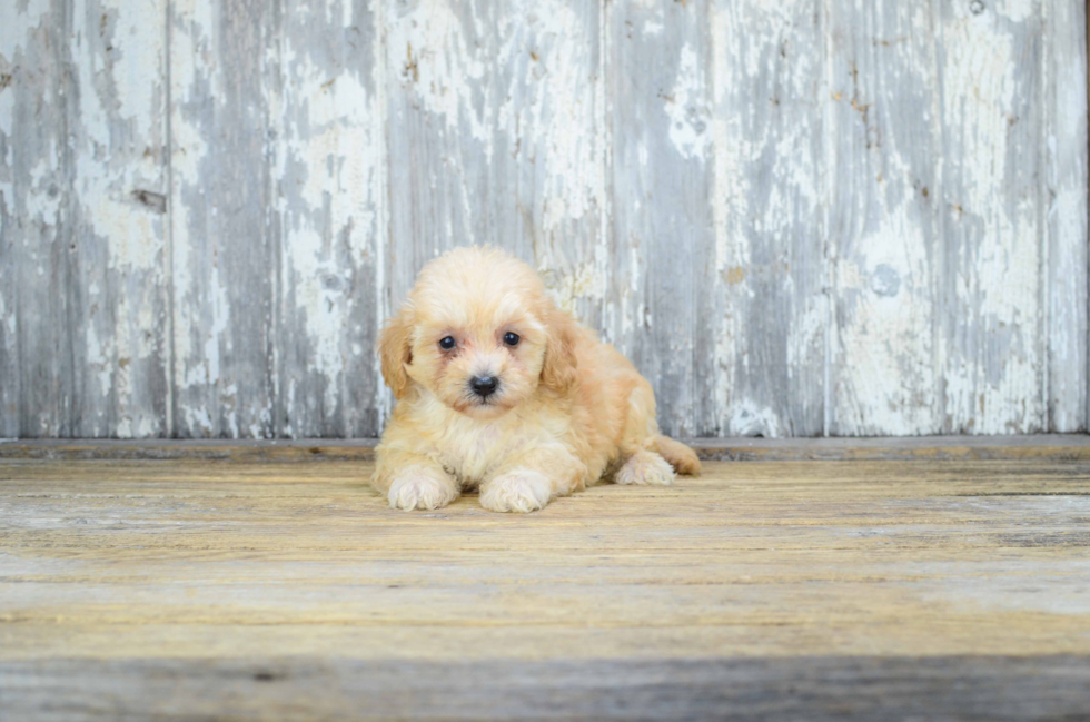 Cavapoo Pup Being Cute