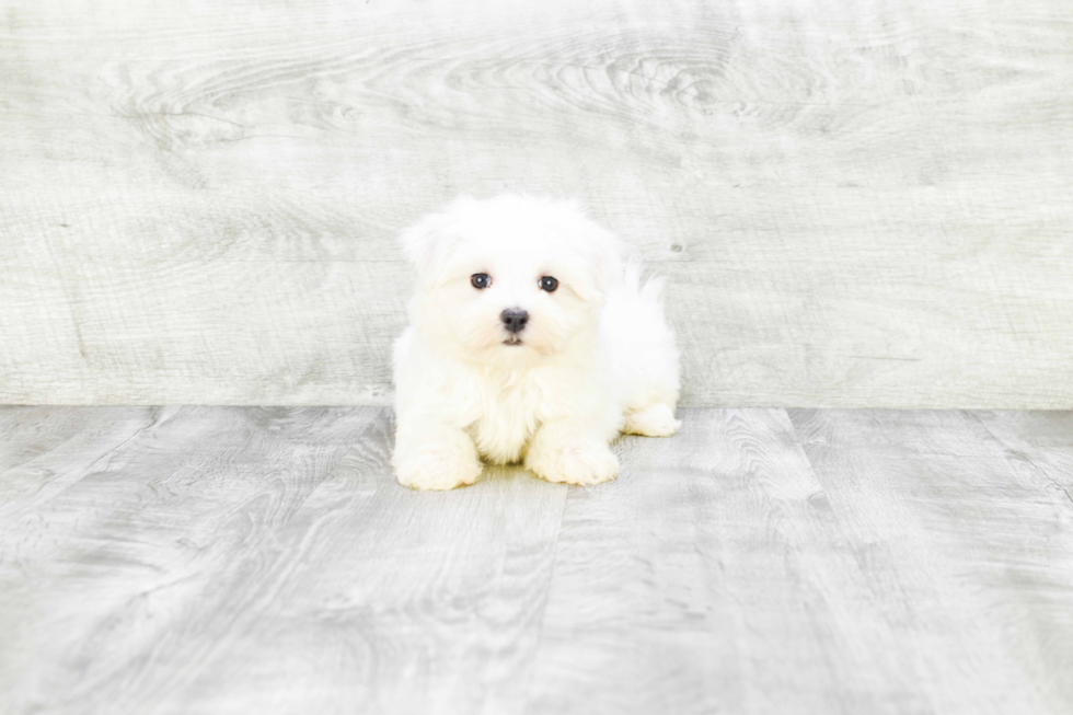 Maltese Puppy for Adoption