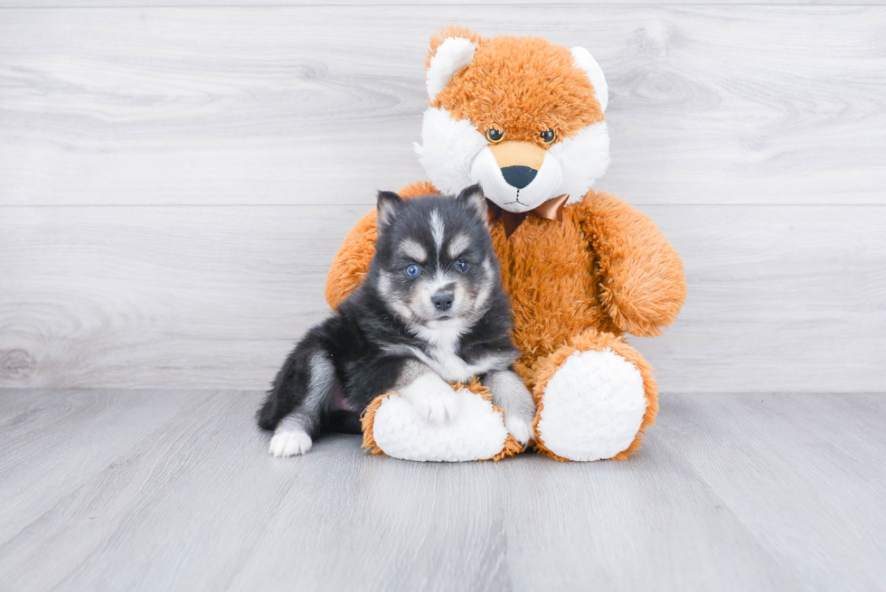 Popular Pomsky Designer Pup