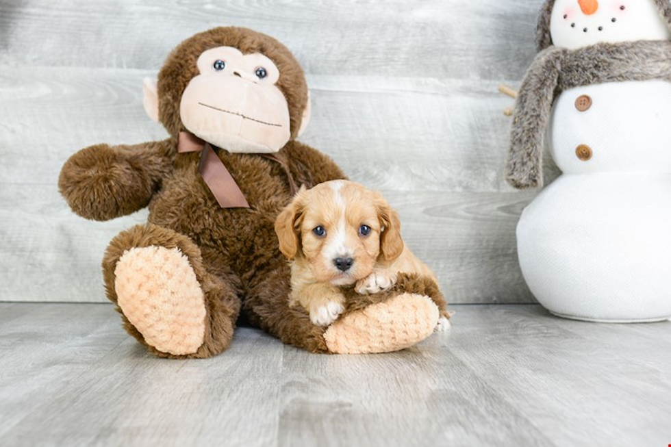 Happy Cavapoo Baby