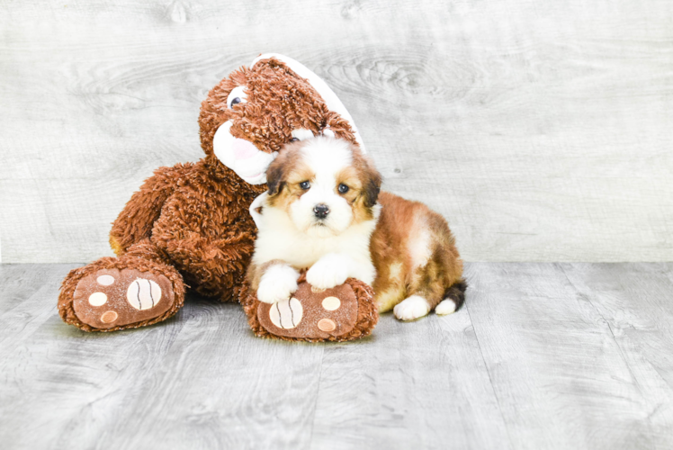 Mini Bernedoodle Pup Being Cute