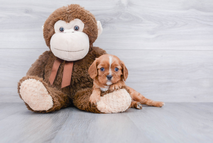 Best Cavalier King Charles Spaniel Baby