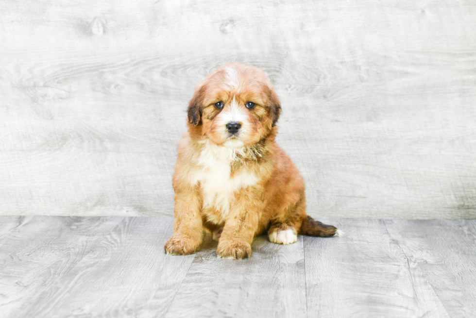 Friendly Mini Bernedoodle Baby