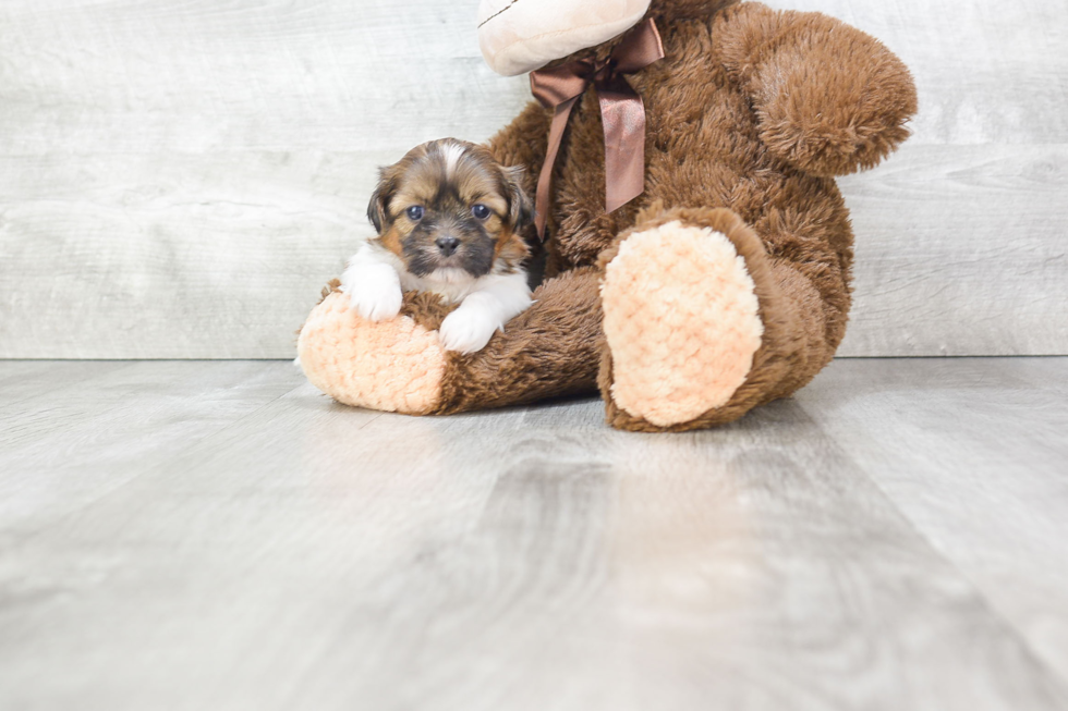 Smart Teddy Bear Designer Pup