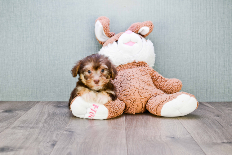 Best Morkie Baby