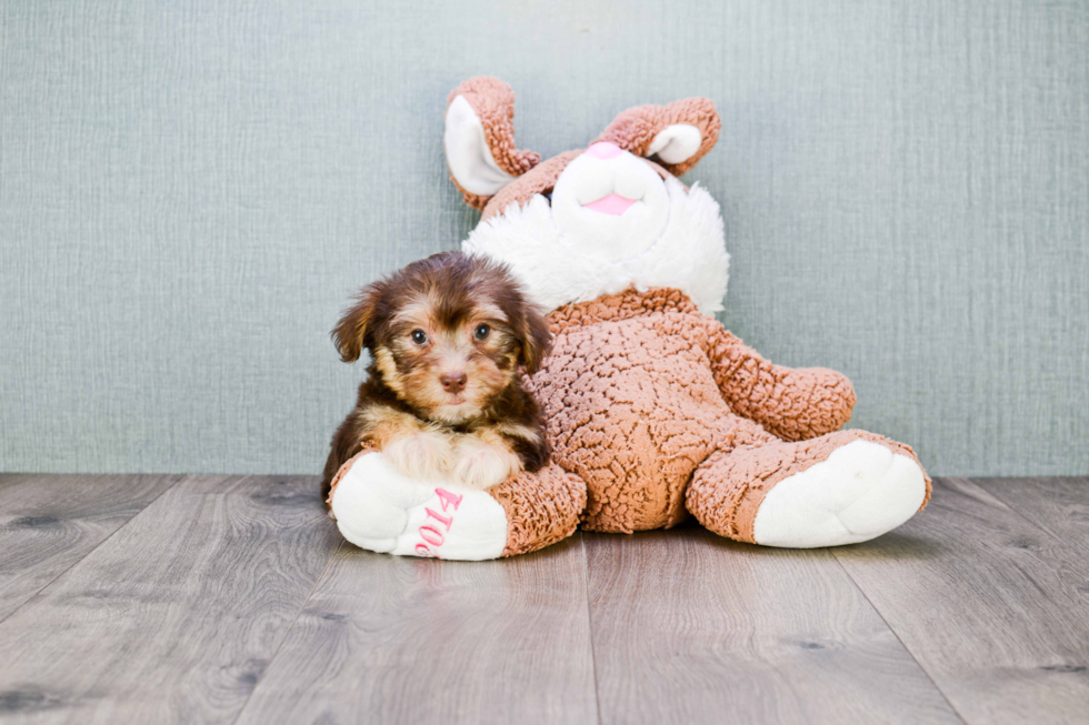 Best Morkie Baby