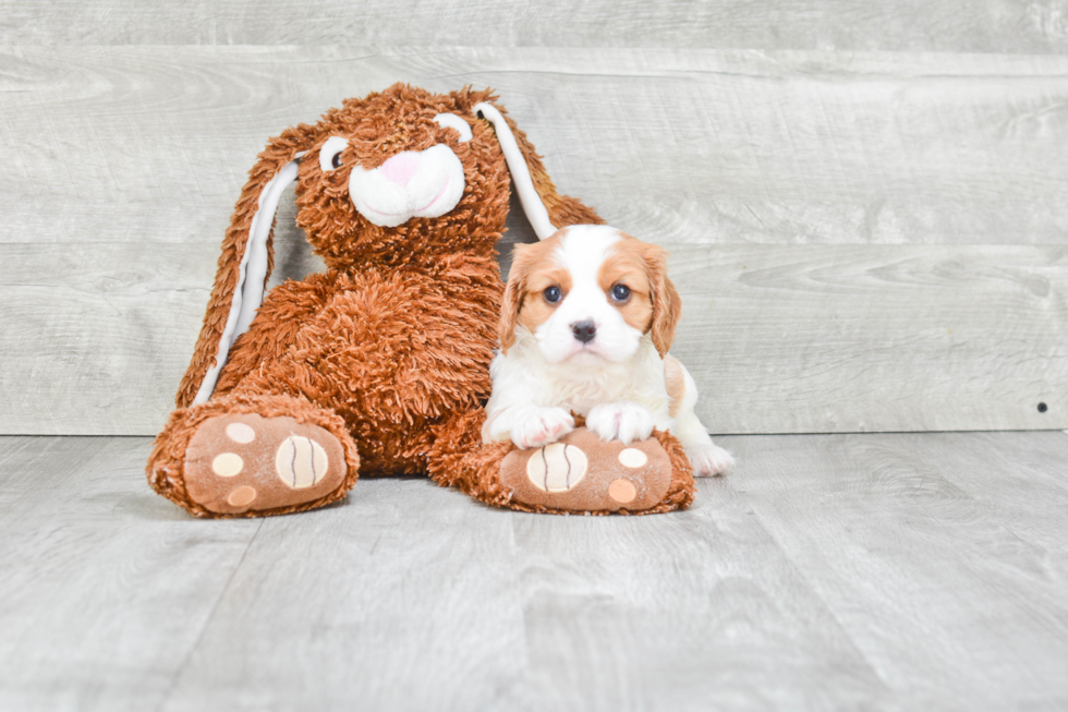 Cavalier King Charles Spaniel Pup Being Cute