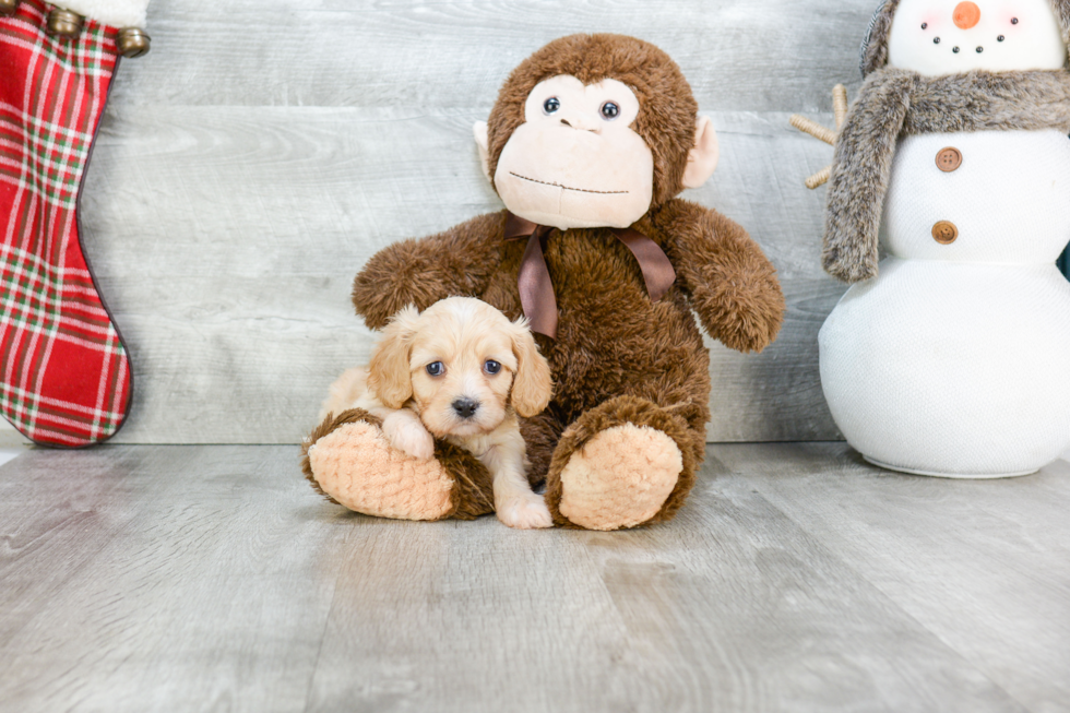 Cavachon Puppy for Adoption