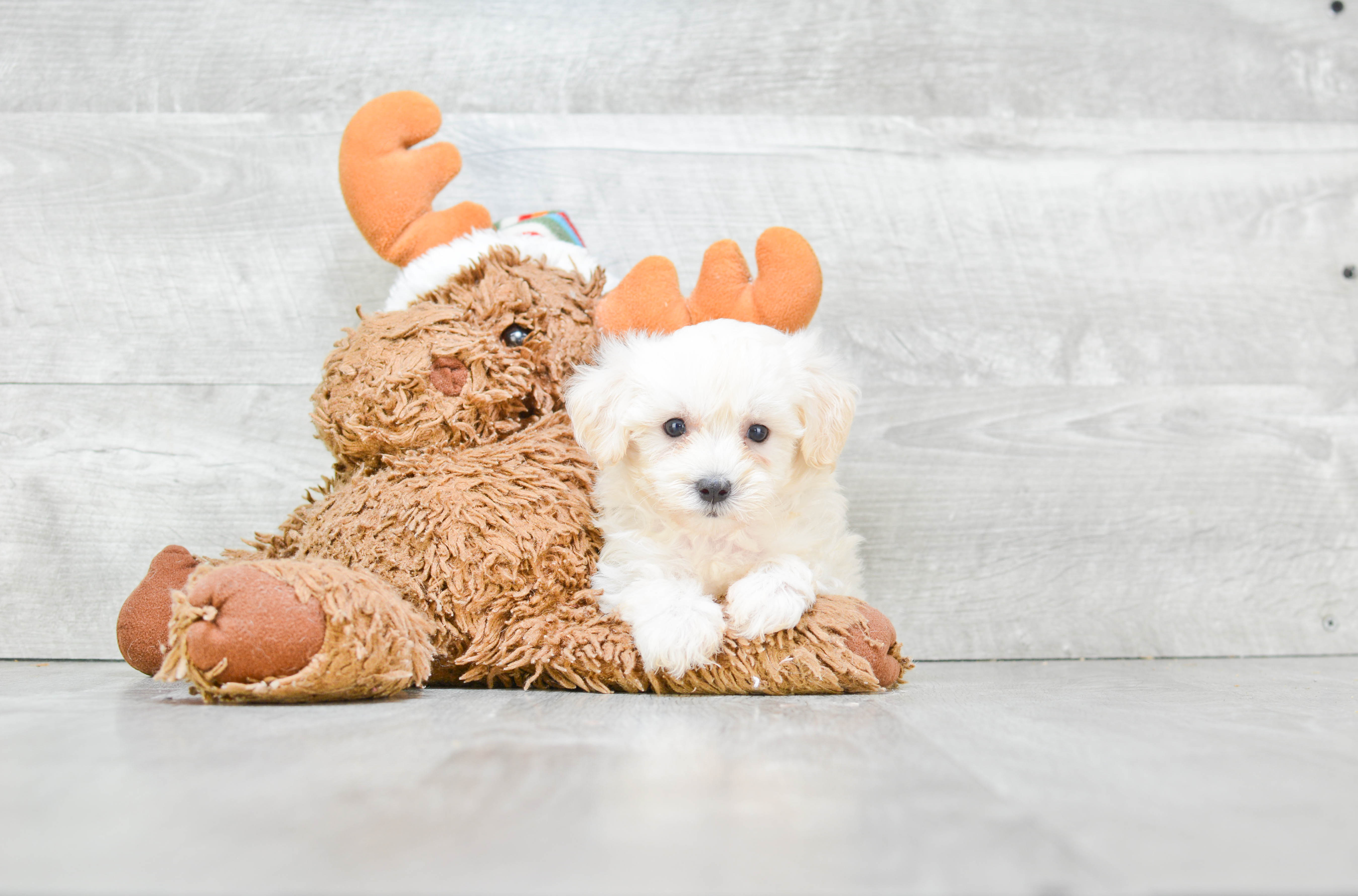 Maltipoo Pup Being Cute