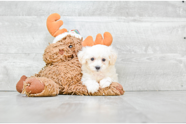 Maltipoo Pup Being Cute