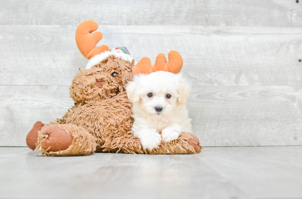 Maltipoo Pup Being Cute