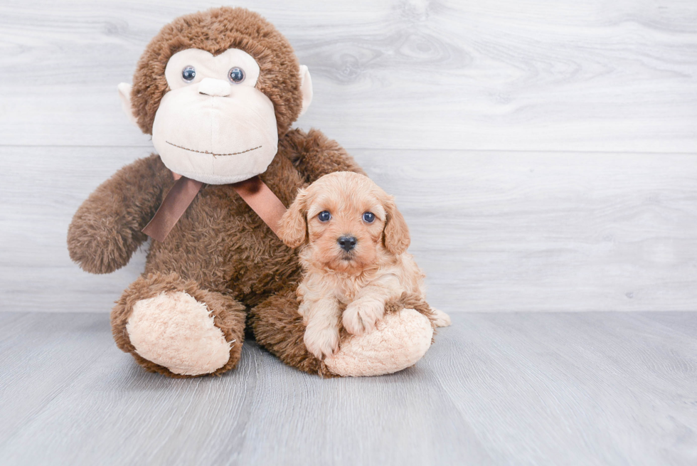 Cute Cavapoo Baby