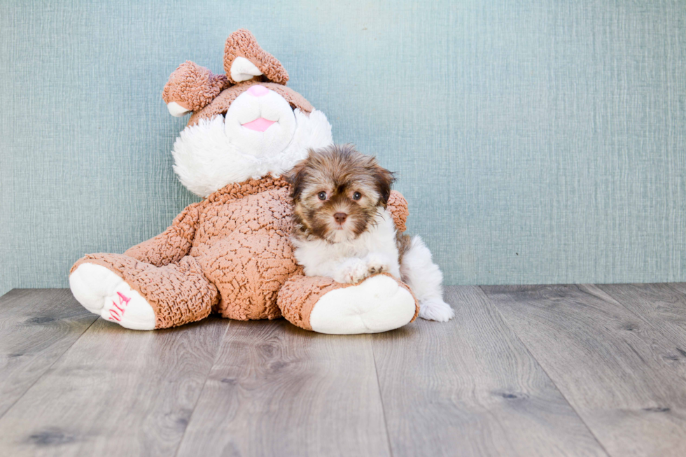 Havanese Pup Being Cute