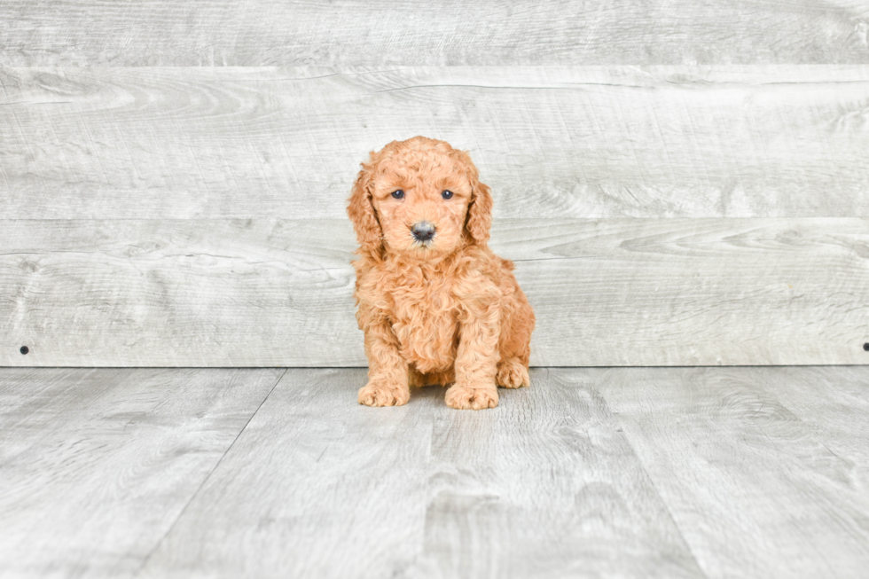 Best Mini Goldendoodle Baby