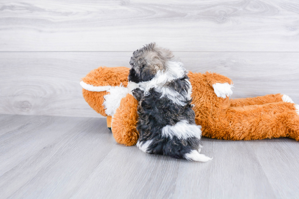 Smart Havanese Purebred Puppy