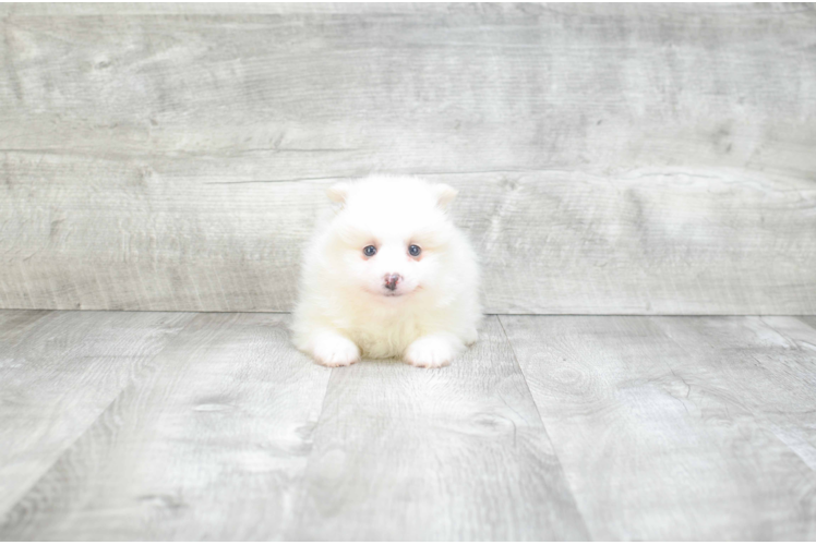 Little Pomeranian Purebred Pup