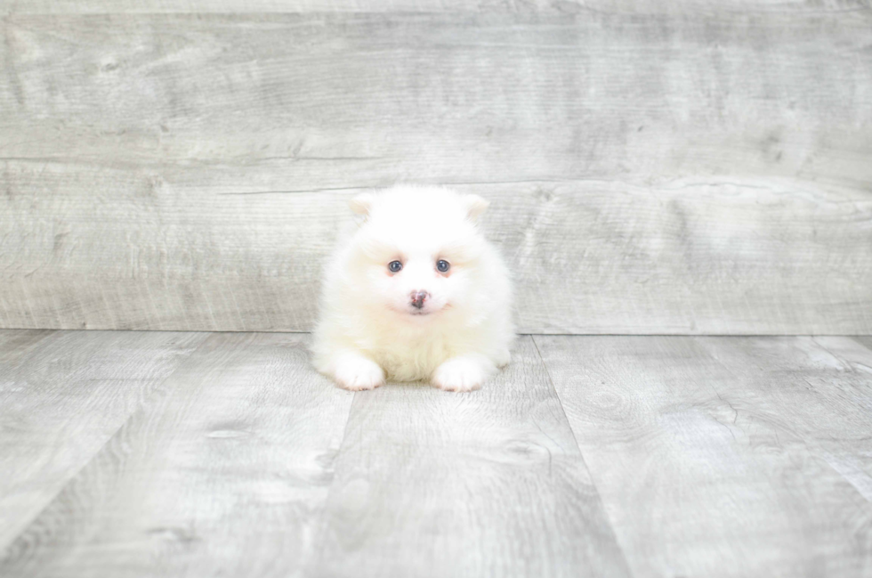 Little Pomeranian Purebred Pup