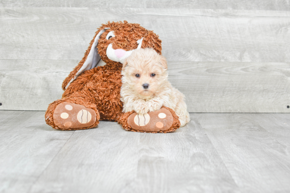 Maltipoo Puppy for Adoption