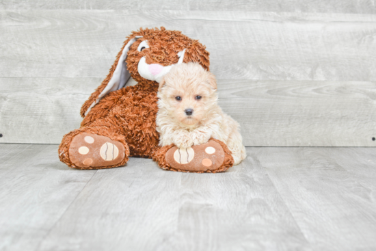 Maltipoo Puppy for Adoption