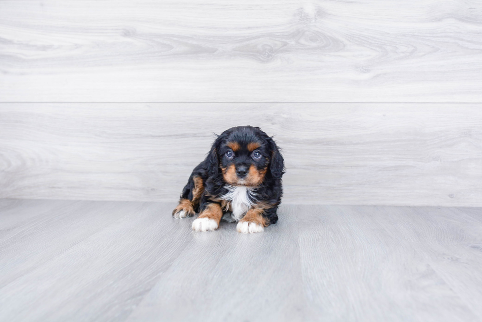 Cavalier King Charles Spaniel Puppy for Adoption